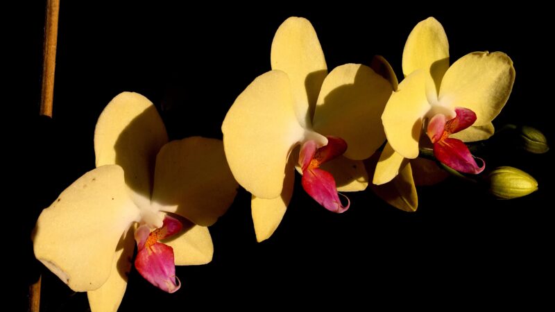 Orchids