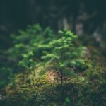 Little tree growing out of green moss