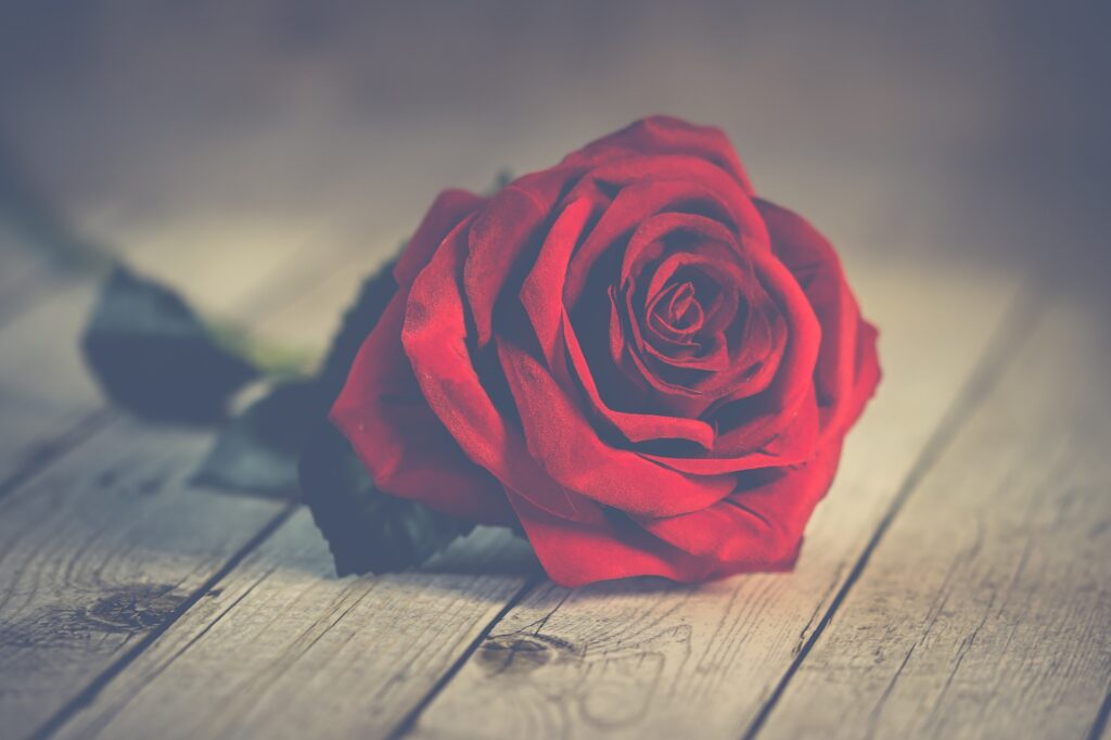 Red rose lying on a table